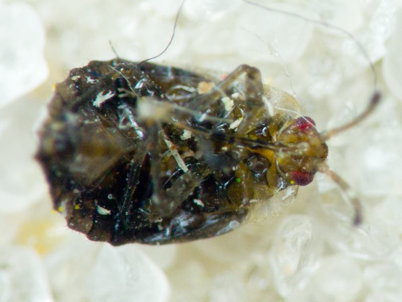 Tingidae Laporte, 1832